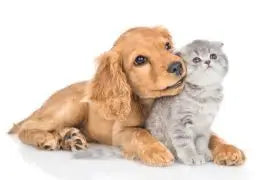 chien et chat ami