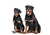 Rottweilers  en photo