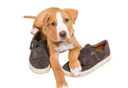 chien chaussure