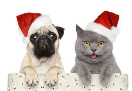 noël pour chien et chat