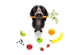 nutrition pour chien