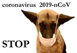 coronavirus pour le chien