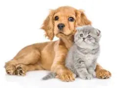 chien et chat 