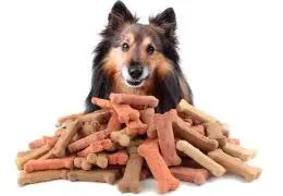 Un guide complet pour choisir les meilleures friandises pour chiens