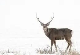 cerf dans la forêt