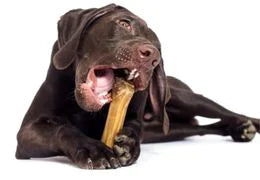 mastication chien