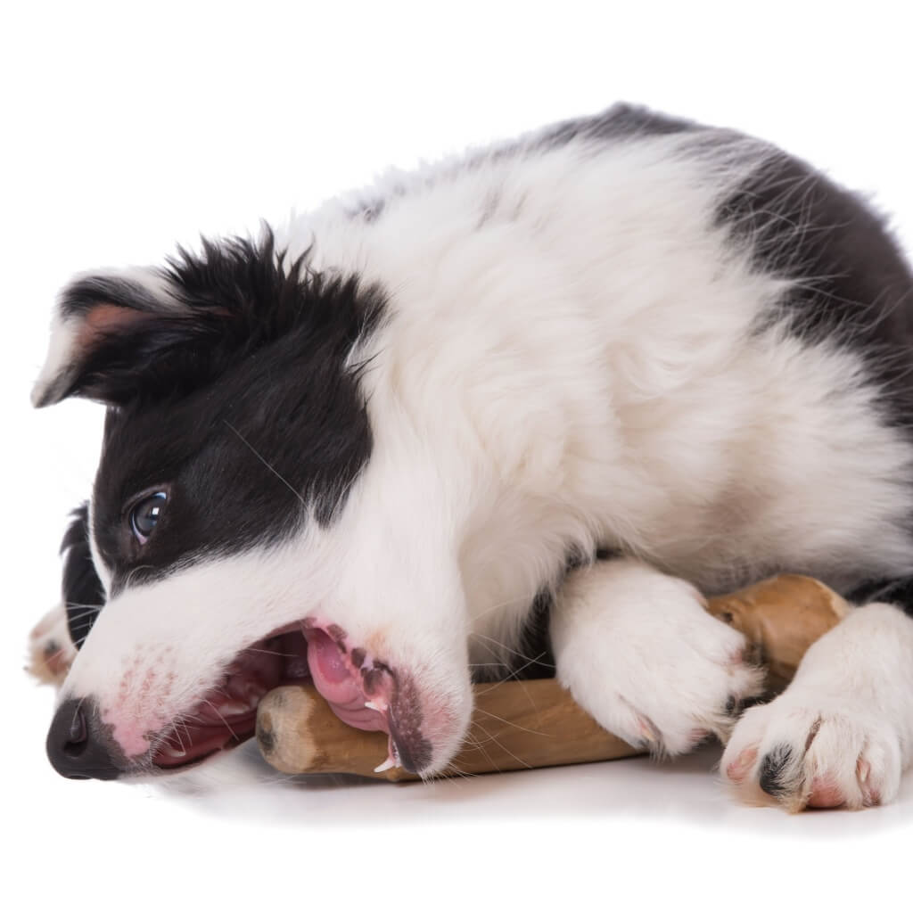 Bois d'olivier pour chien à macher