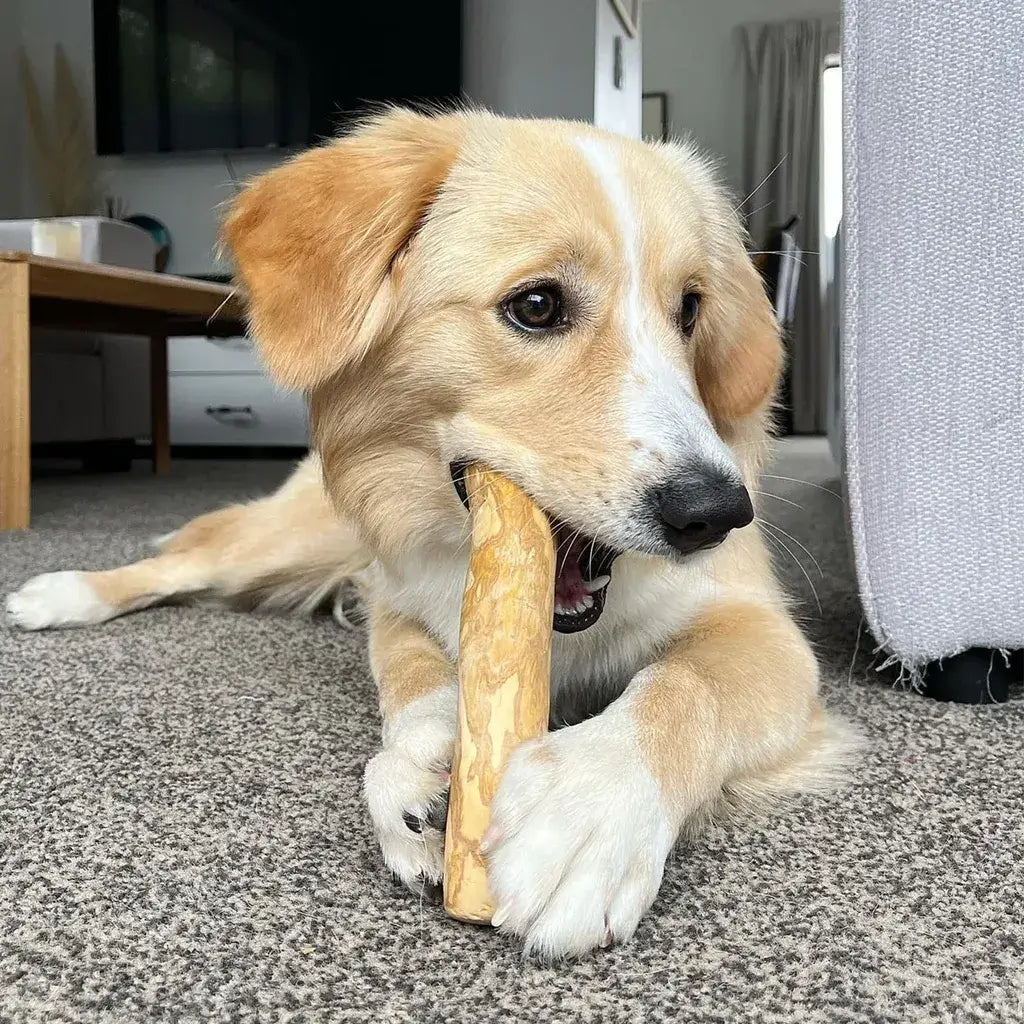 bois de café pour chien