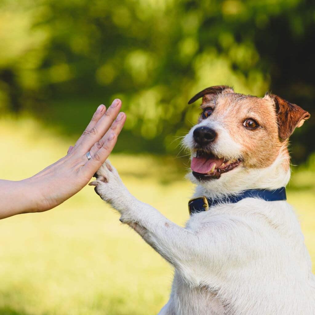 chien_bien_etre_heureux