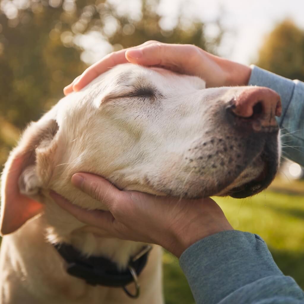 chien serenité