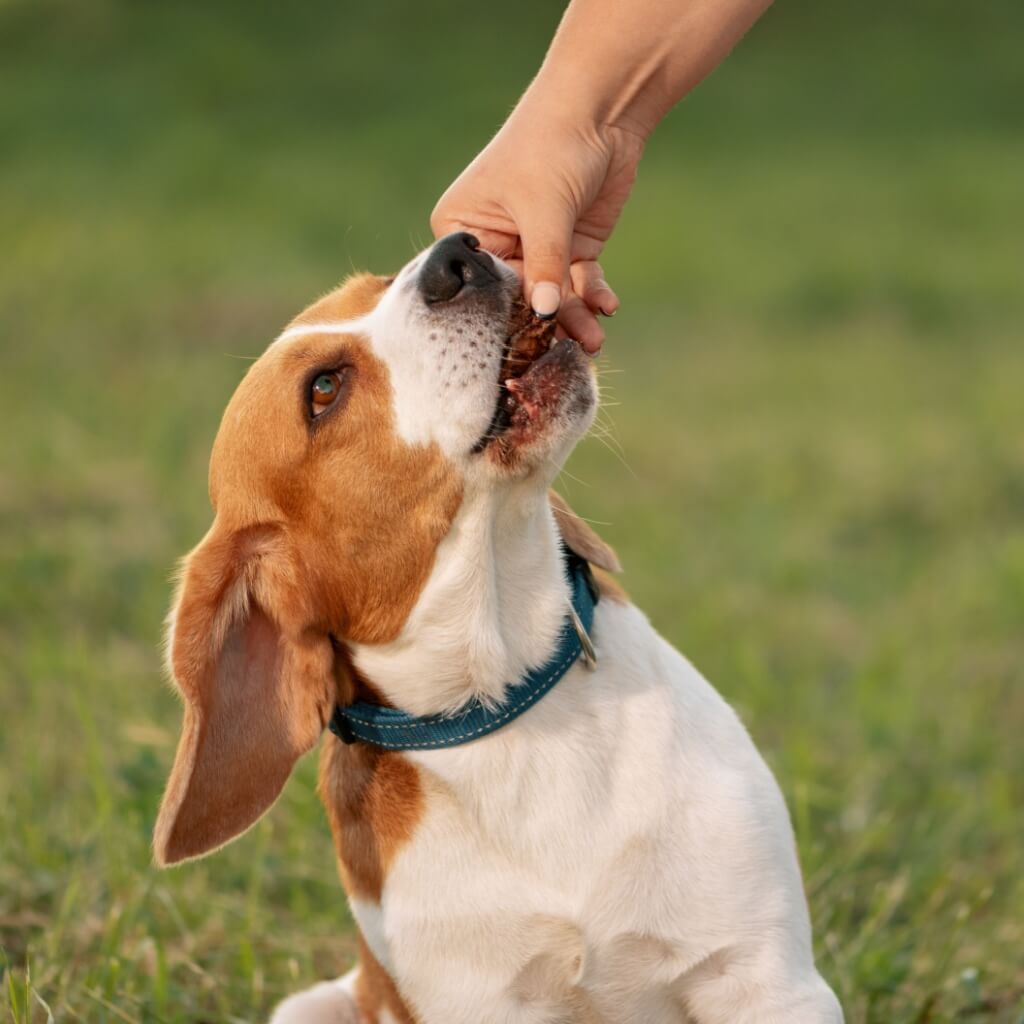 coeur_de_boeuf_pour_chien