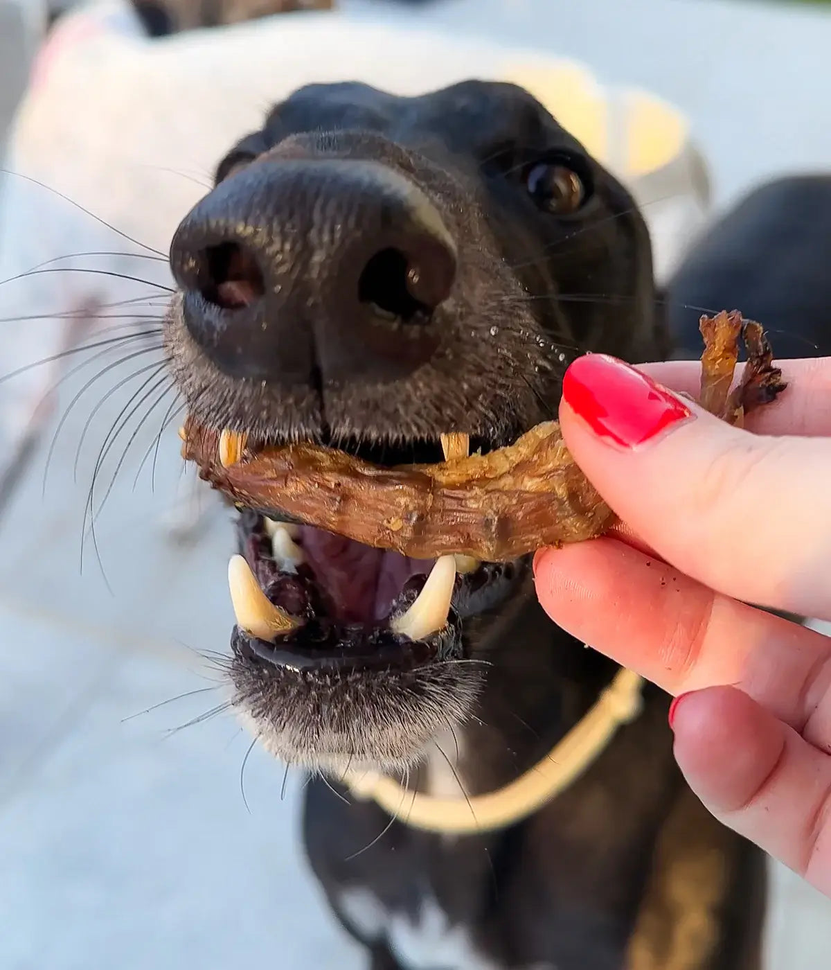 cou_de_poulet_pour_chien