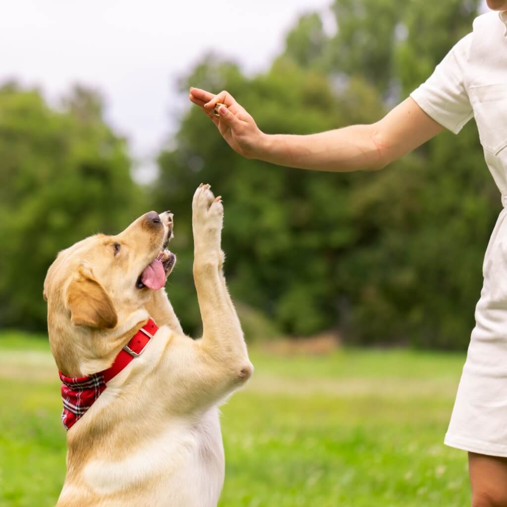 friandise_de_dressage_chien