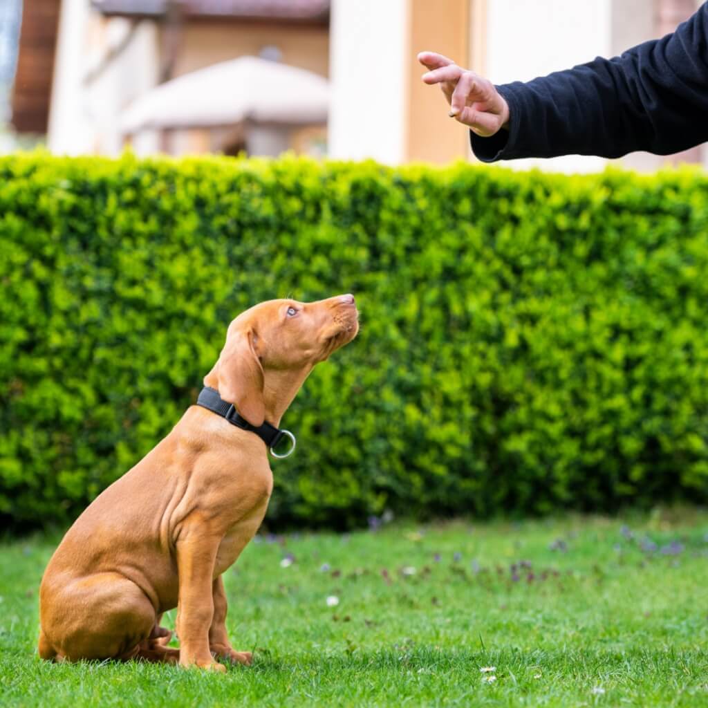 friandises_entrainement_chien