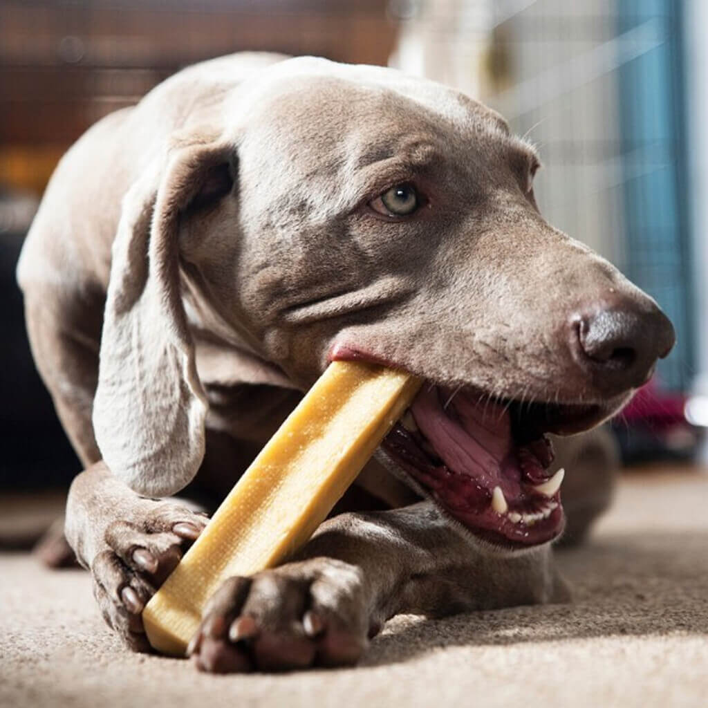 fromage de yak chien