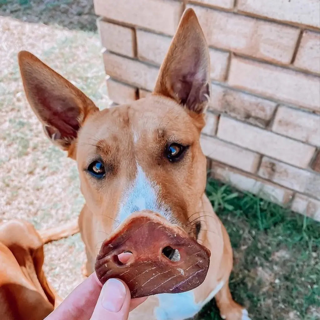 groin_de_porc_pour_chien