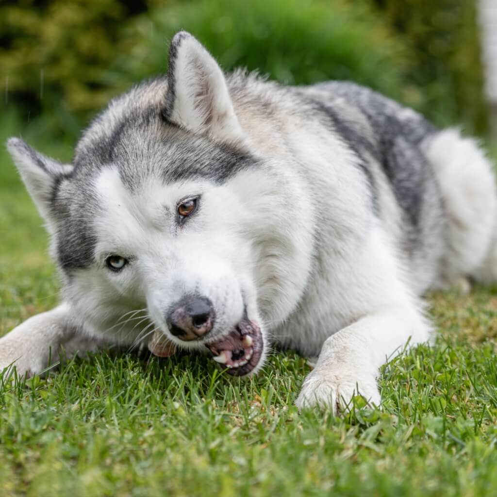 larynx_de_boeuf_pour_chien