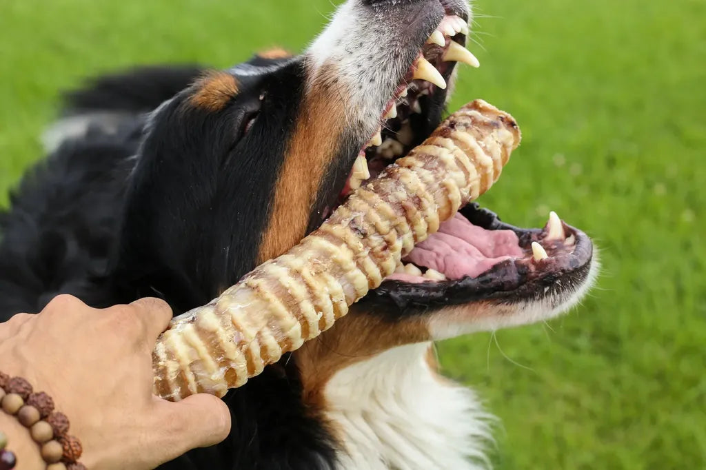 pack_mastication_super_resistante_chien