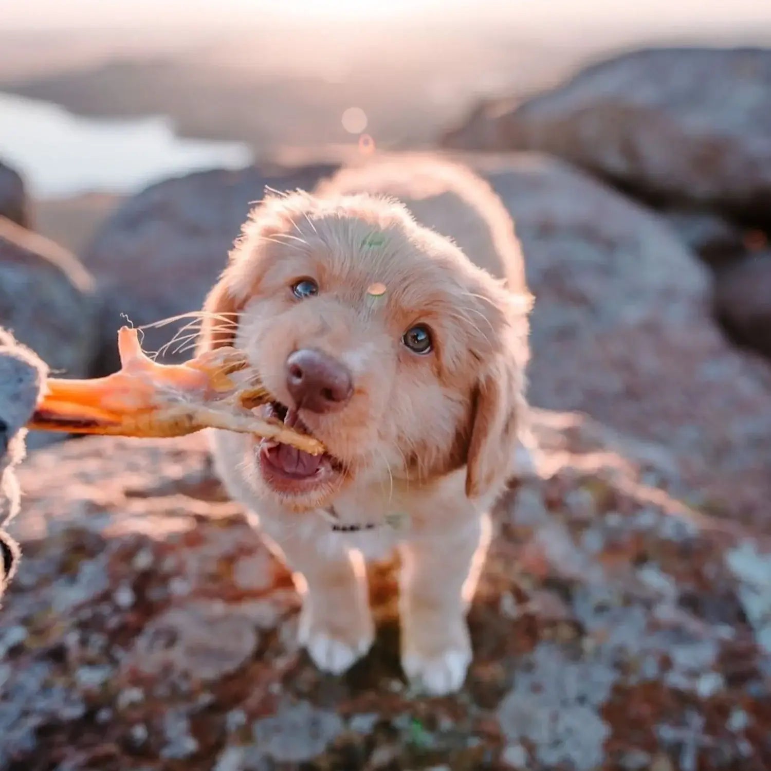 patte_de_poulet_pour_chien