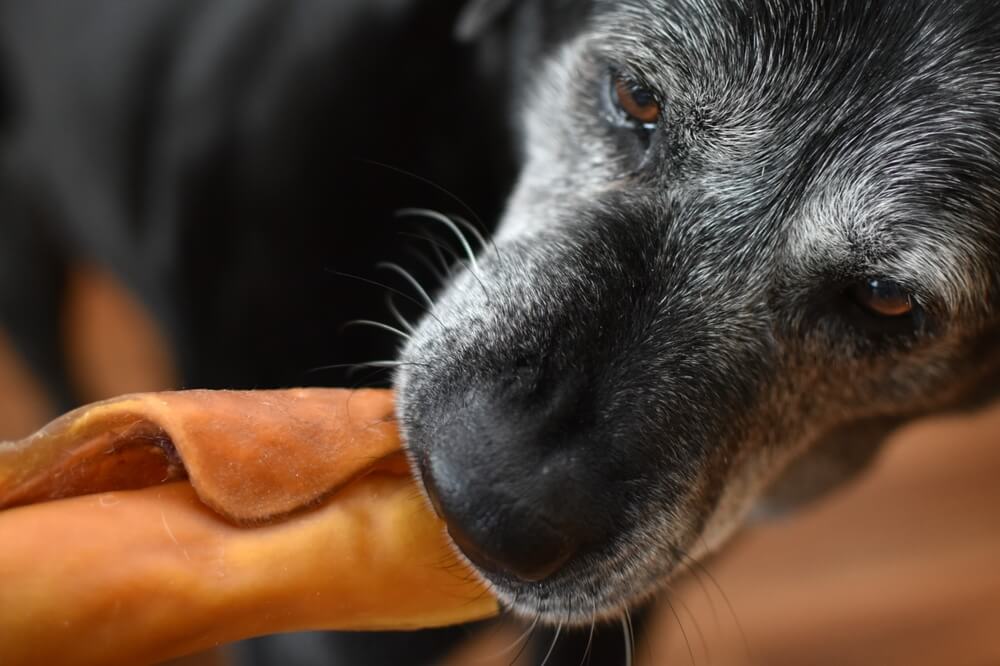 eau_de_boeuf_pour_chien_mastication