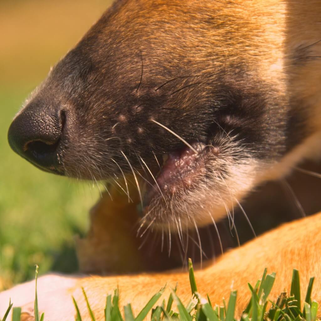 peau_de_chameau_pour_chien