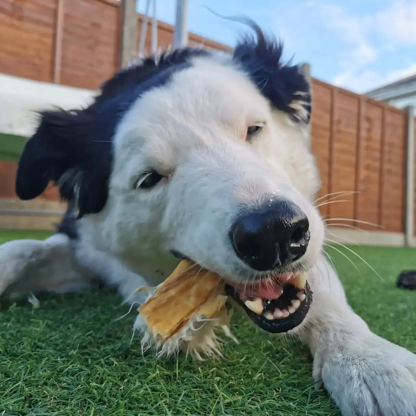 peau_de_lapin_pour_chien_mastication