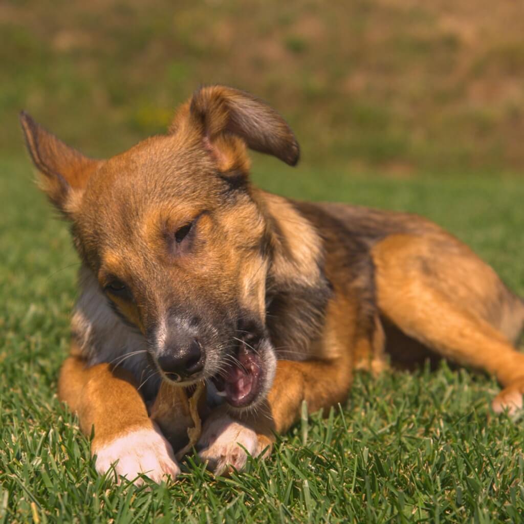 plaque_peau_de_boeuf_chien