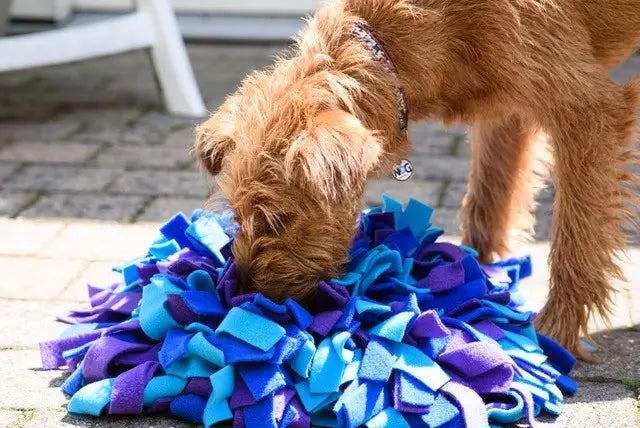 tapis-fouille-chien